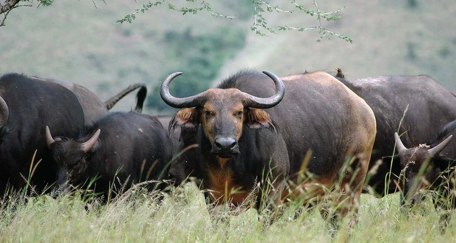 Explore 9 Days Rwanda Tour for 9 days with African Travellers and discover unforgettable experiences - Photo 2