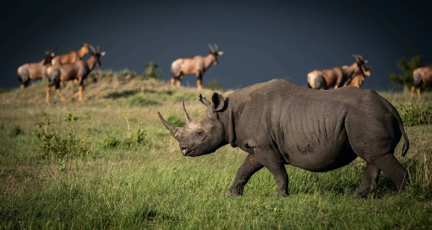 Explore 4-Days Private Midrange Safari: Serengeti National Park for 4 days with African Polecat Safaris and discover unforgettable experiences - Photo 2