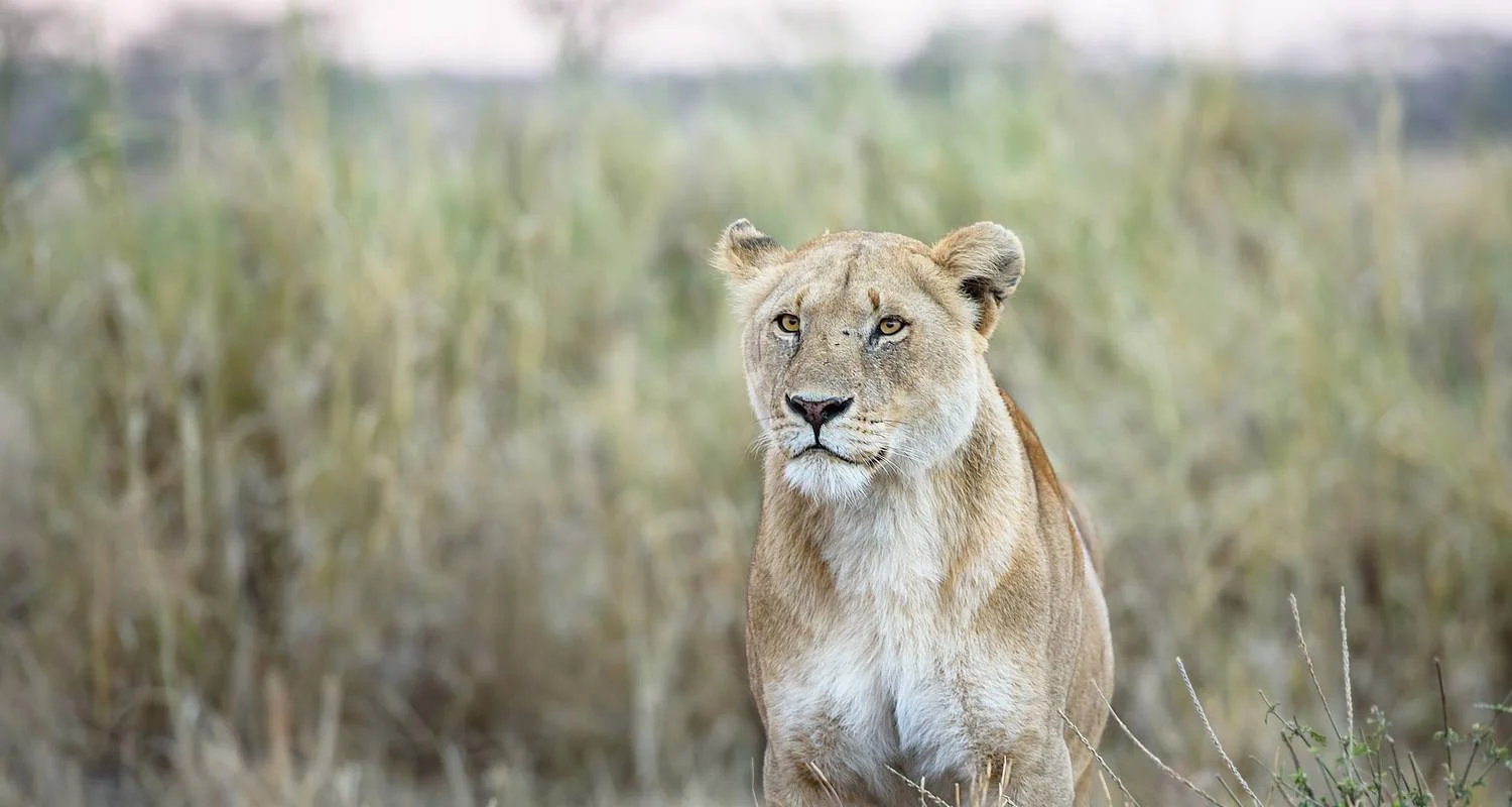 Explore 1-Day Lake Manyara Private Experience for 1 days with African Polecat Safaris and discover unforgettable experiences - Photo 2