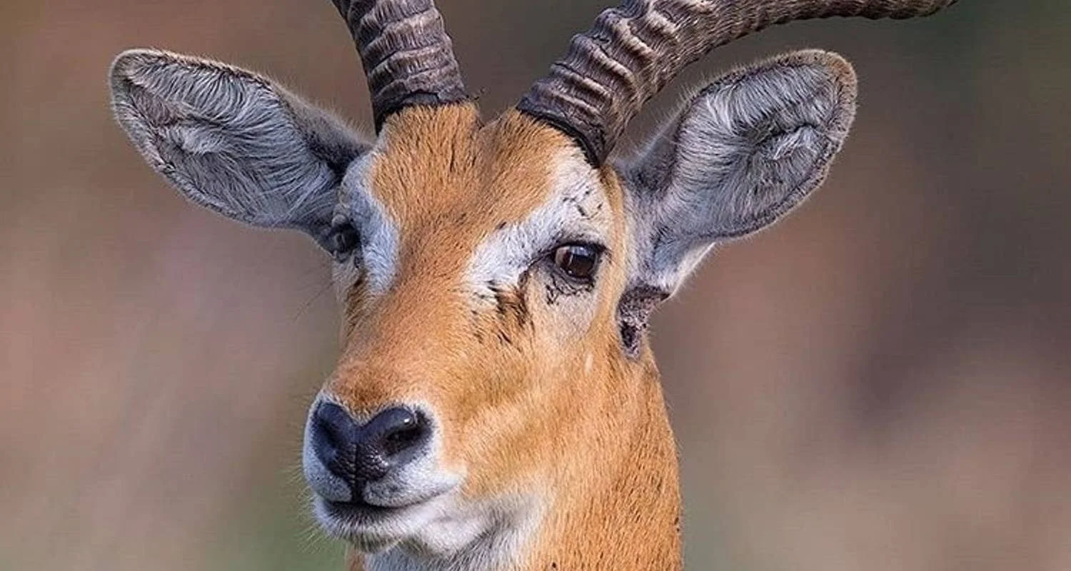 Explore 7-Days Camping safari to most visited National Parks in Africa for 7 days with African Polecat Safaris and discover unforgettable experiences - Photo 2