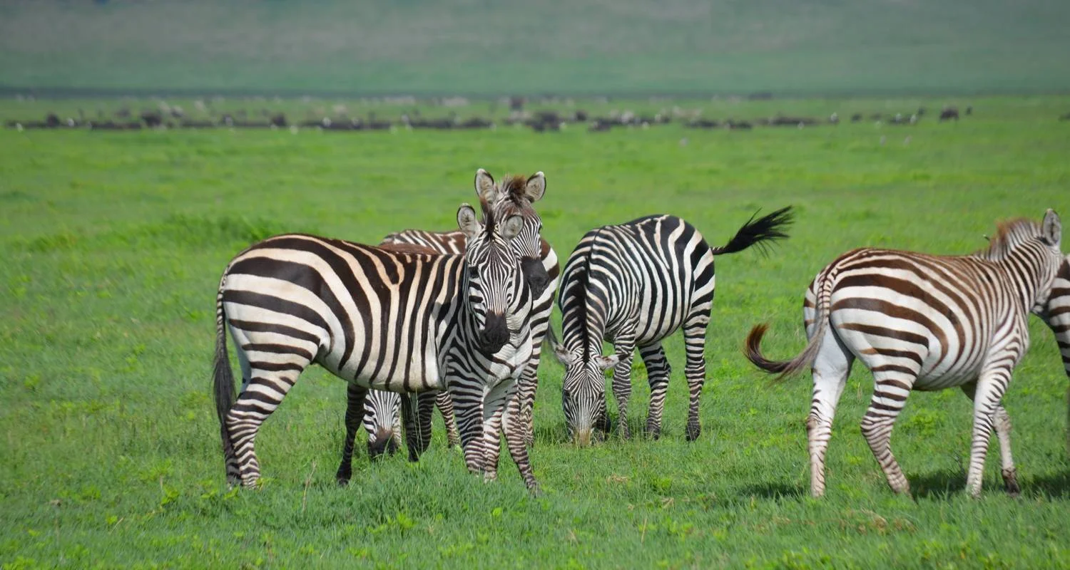 Explore 7-Days Mid-range Safari Lodge Experience visiting all National Parks including Kilimanjaro Day Hiking for 7 days with African Polecat Safaris and discover unforgettable experiences - Photo 2