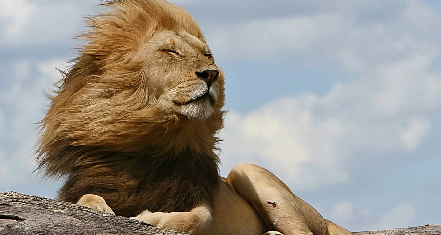 Explore 4-Day Luxury Safari Tour for 4 days with Afrishare Trekking And Safaris and discover unforgettable experiences - Photo 2