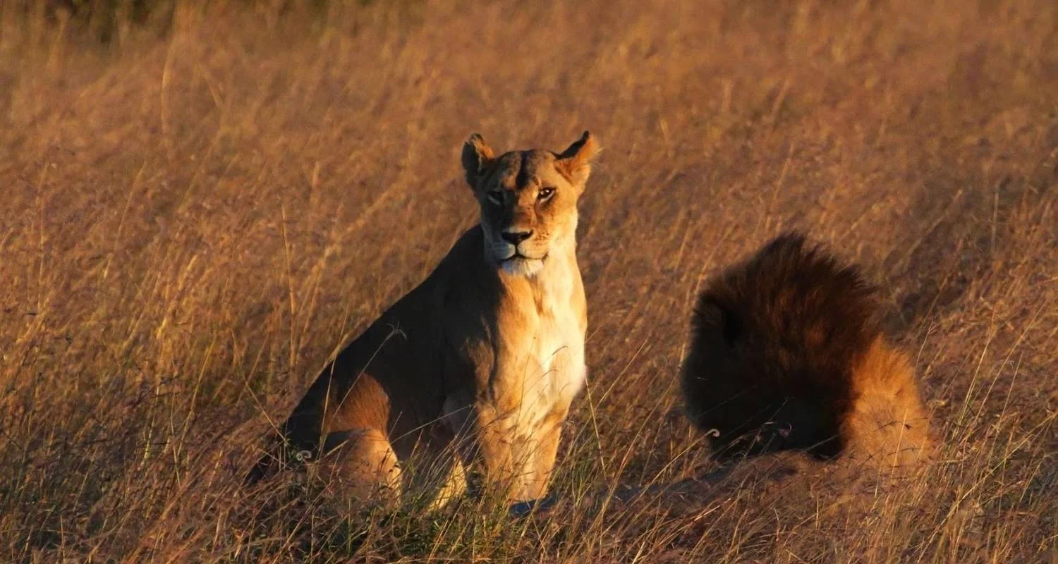 Explore 6  Days Amazing Kenya,  Tanzania combined safari for 6 days with Afrishare Trekking And Safaris and discover unforgettable experiences - Photo 2