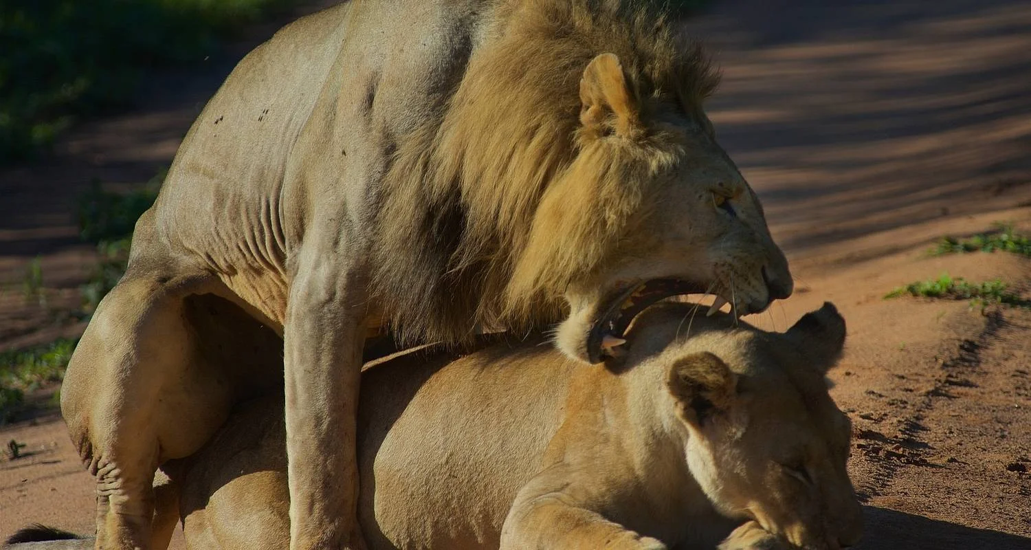 Explore 8 Day Best of Selous, Mikumi and Ruaha National Park for 8 days with Afrishare Trekking And Safaris and discover unforgettable experiences - Photo 2