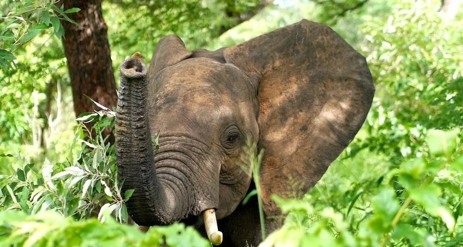 Explore Victoria Falls Hwange And Chobe for 8 days with Afro Honeyguide Adventures and discover unforgettable experiences - Photo 2