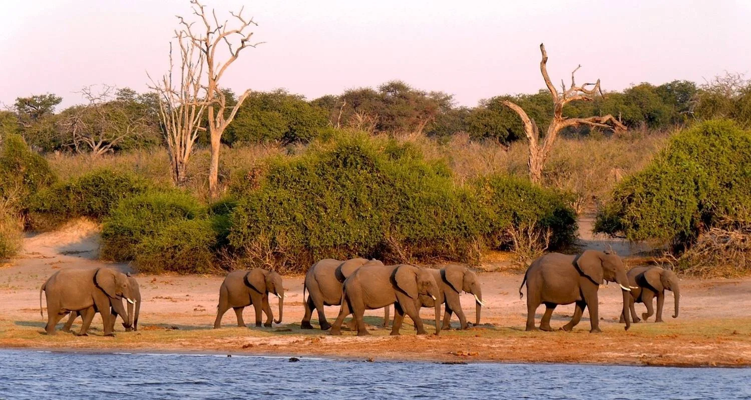 Explore 2 NIGHTS CHOBE for 3 days with Afro Honeyguide Adventures and discover unforgettable experiences - Photo 2