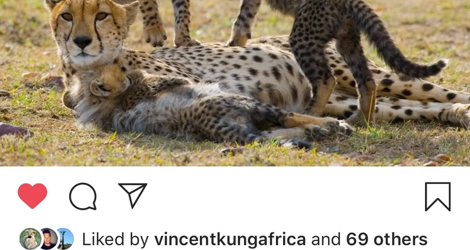 Explore 3  days Semi  luxury tour  featuring Serengeti & Ngorongoro crater for 3 days with Afrishare Trekking And Safaris and discover unforgettable experiences - Photo 2