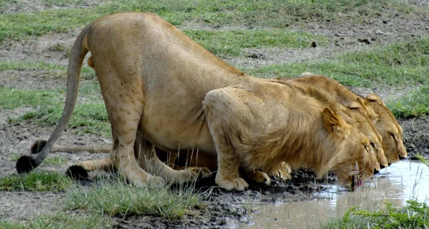 Explore 1 Day Tarangire National Park Tour for 1 days with Afrishare Trekking And Safaris and discover unforgettable experiences - Photo 2