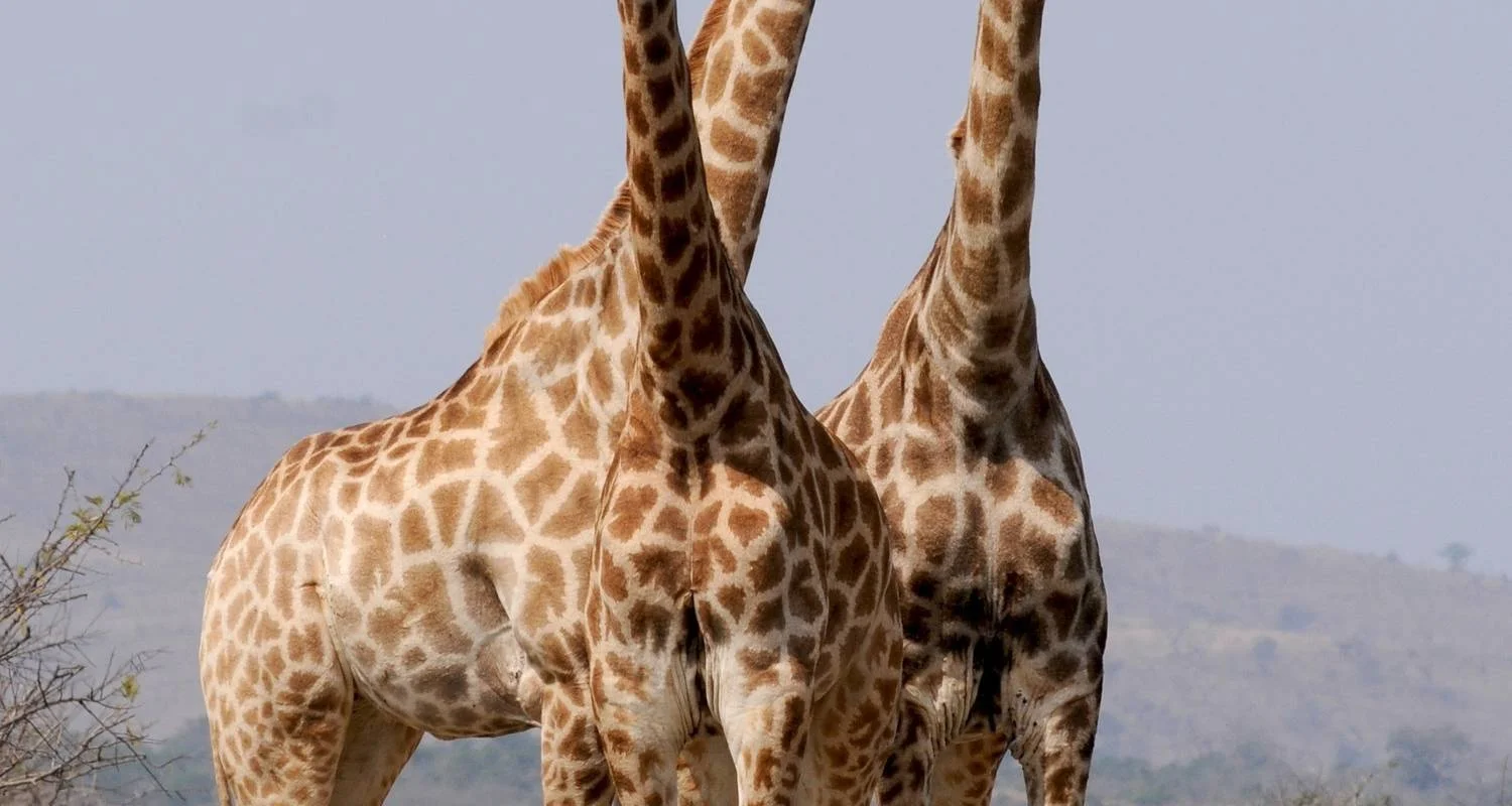 Explore Day Trip to Mkomazi National Park for 1 days with Afrishare Trekking And Safaris and discover unforgettable experiences - Photo 2