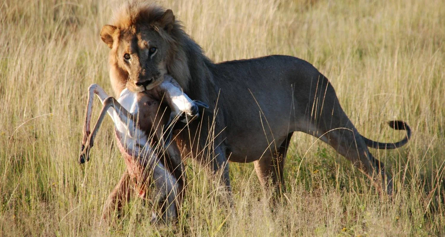 Explore 4 DAY CALVING SEASON SPECIAL SAFARI FEATURING (SERENGETI, NDUTU AREA & NGORONGORO CRATER) for 4 days with Afrishare Trekking And Safaris and discover unforgettable experiences - Photo 2