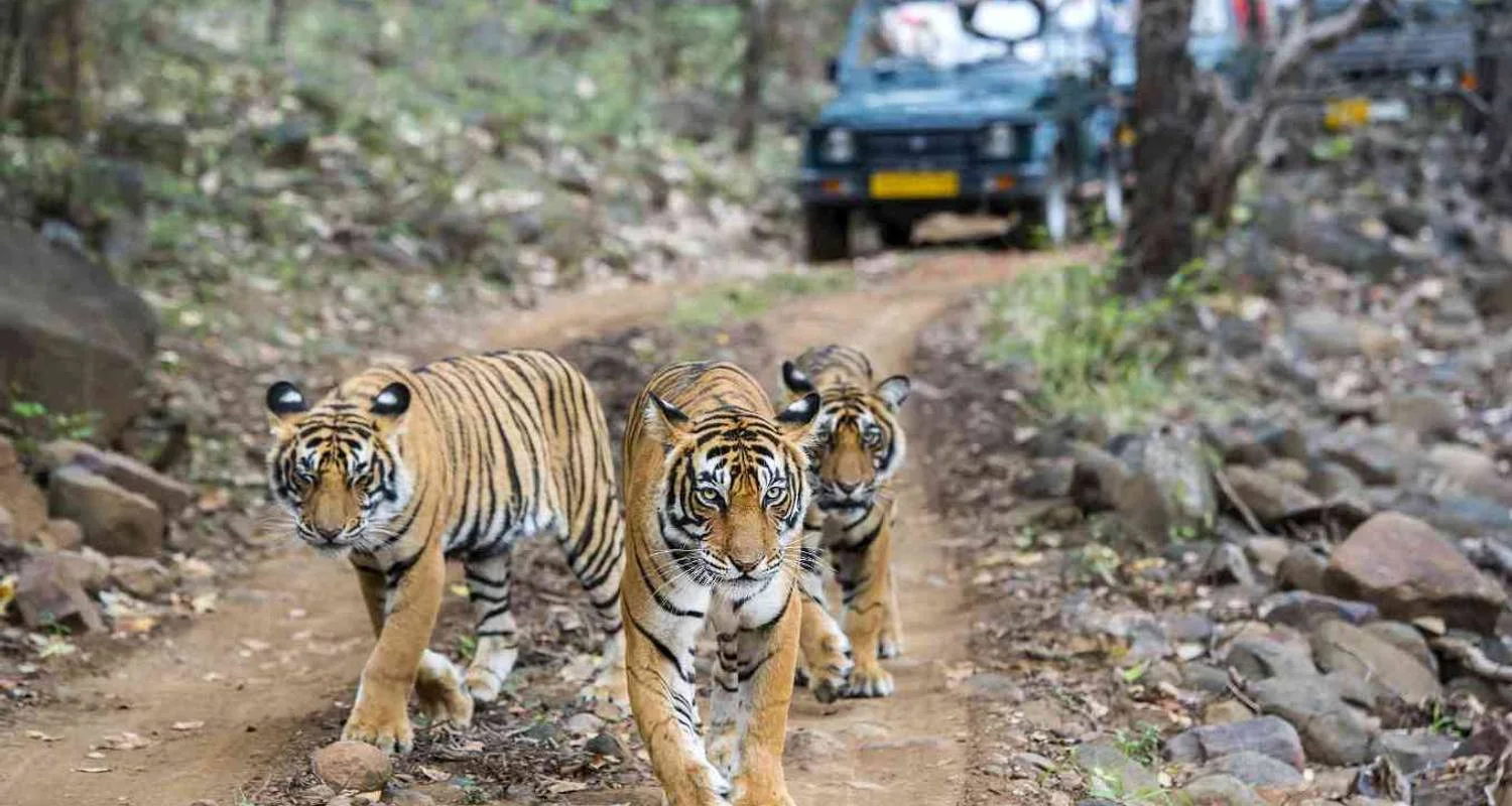 Explore 7 Days Golden Triangle Tour with Ranthambore Tigers and Taj Mahal Sunrise/Sunset for 7 days with Agra Trip and discover unforgettable experiences - Photo 2