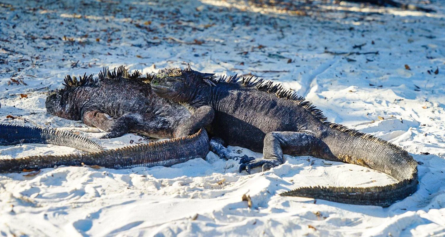 Explore Customized Galapagos Islands Trip with Quito, Daily Departure for 8 days with Agate Travel and discover unforgettable experiences - Photo 2