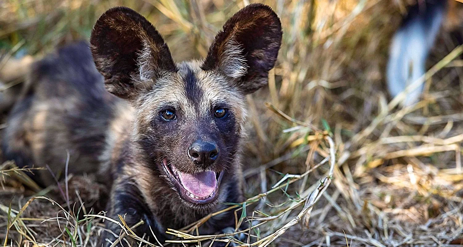 Explore Tailor-Made Best South Africa Tours, Daily Departure & Private Trip for 9 days with Agate Travel and discover unforgettable experiences - Photo 2