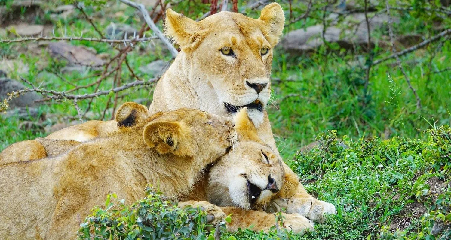 Explore Tailor-Made Private Kenya Tour of Birding & Big Five Safari, Daily Departure for 7 days with Agate Travel and discover unforgettable experiences - Photo 3