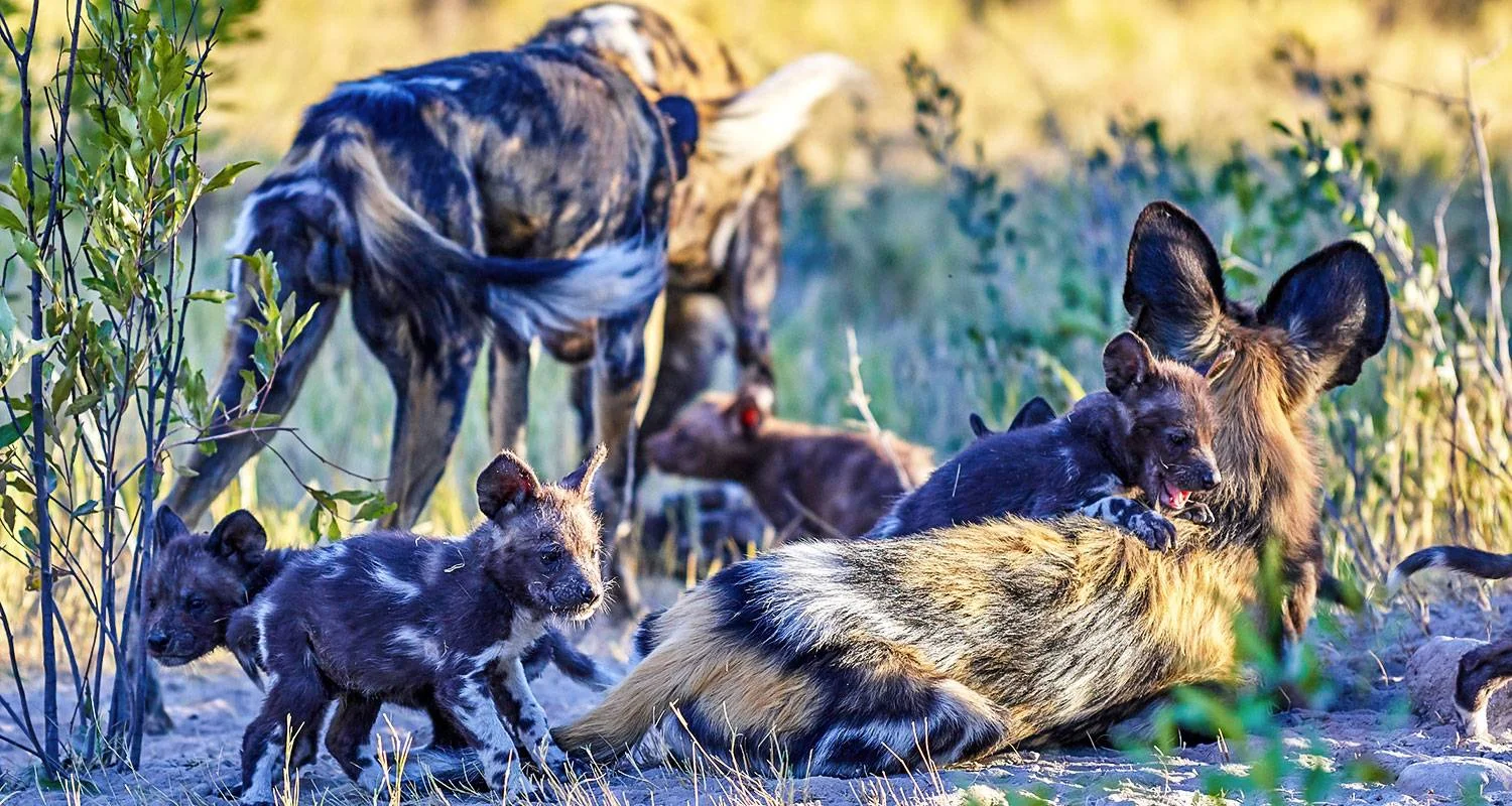 Explore Customized Private Garden Route Adventure of South Africa, Daily Departure for 10 days with Agate Travel and discover unforgettable experiences - Photo 3