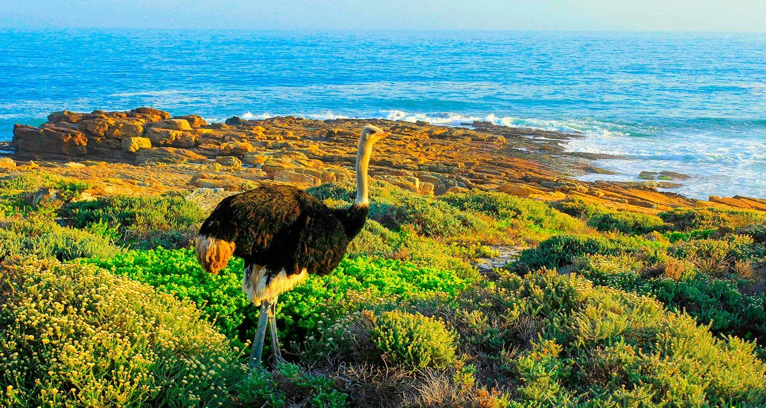Explore Customized Cape Town Exploration, Daily Departure & Private Trip for 5 days with Agate Travel and discover unforgettable experiences - Photo 2