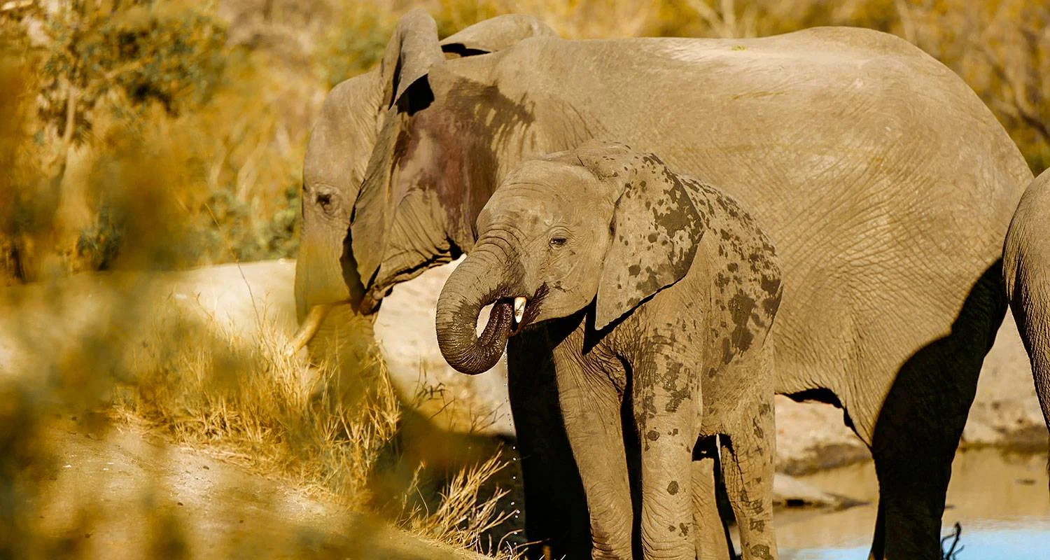 Explore Tailor-Made Kruger National Park Safari, Daily Departure & Private Tour for 4 days with Agate Travel and discover unforgettable experiences - Photo 2