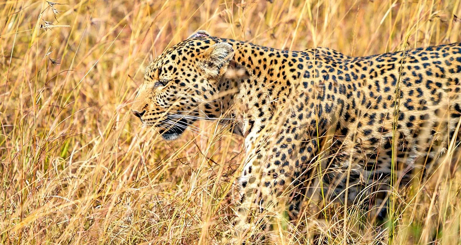 Explore Tailor-Made 2-Week Private South Africa Vacation, Daily Departure for 14 days with Agate Travel and discover unforgettable experiences - Photo 2
