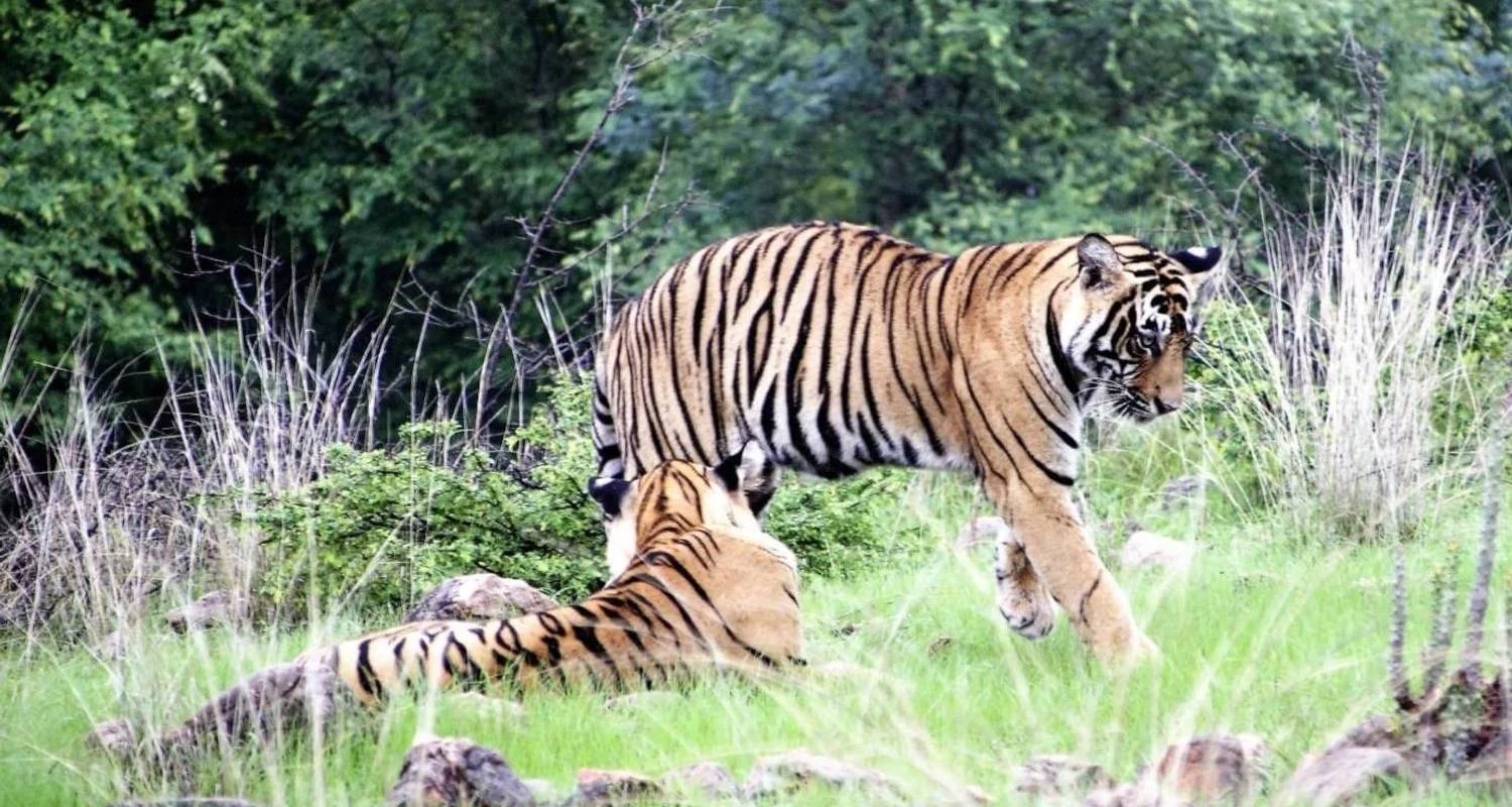 Explore Adventurous Rajasthan Tour With Wildlife {Taj Mahal Sunset and Sunrise-10 Days} for 10 days with Agra Taj Visit and discover unforgettable experiences - Photo 2