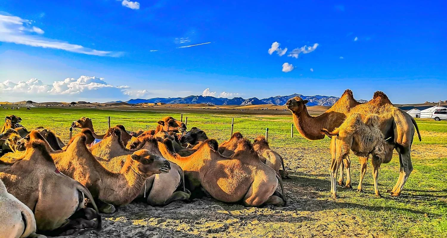 Explore Tailor-Made Private Mongolia Tour of Nomadic Gobi & Nature for 8 days with Agate Travel and discover unforgettable experiences - Photo 2