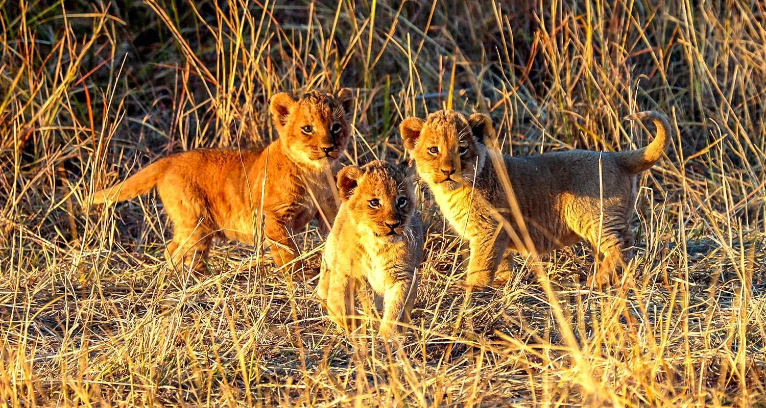 Explore Tailor-Made Private Zimbabwe Victoria Falls Adventure, Daily Departure for 5 days with Agate Travel and discover unforgettable experiences - Photo 2
