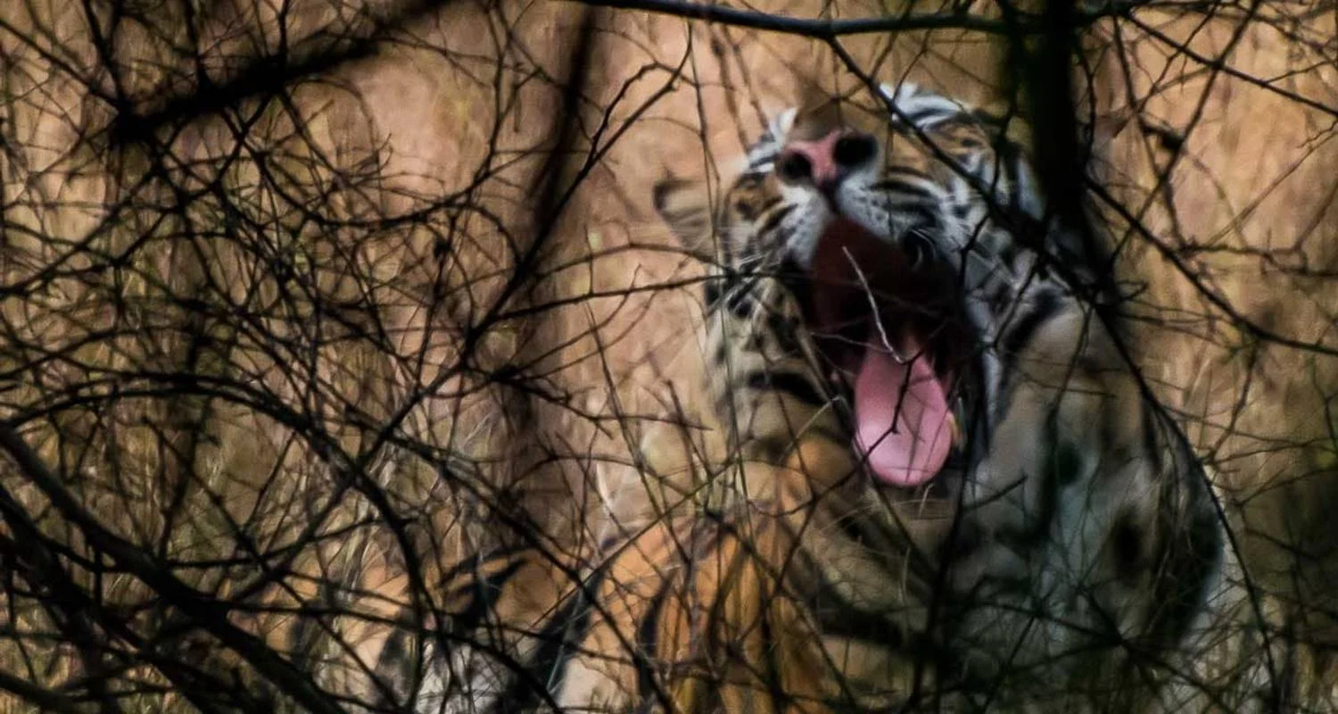 Explore Incredible Wildlife Safari in Bandhavgarh, Kanha & Pench National Parks for 7 days with Agora Voyages OPC Pvt Ltd and discover unforgettable experiences - Photo 2