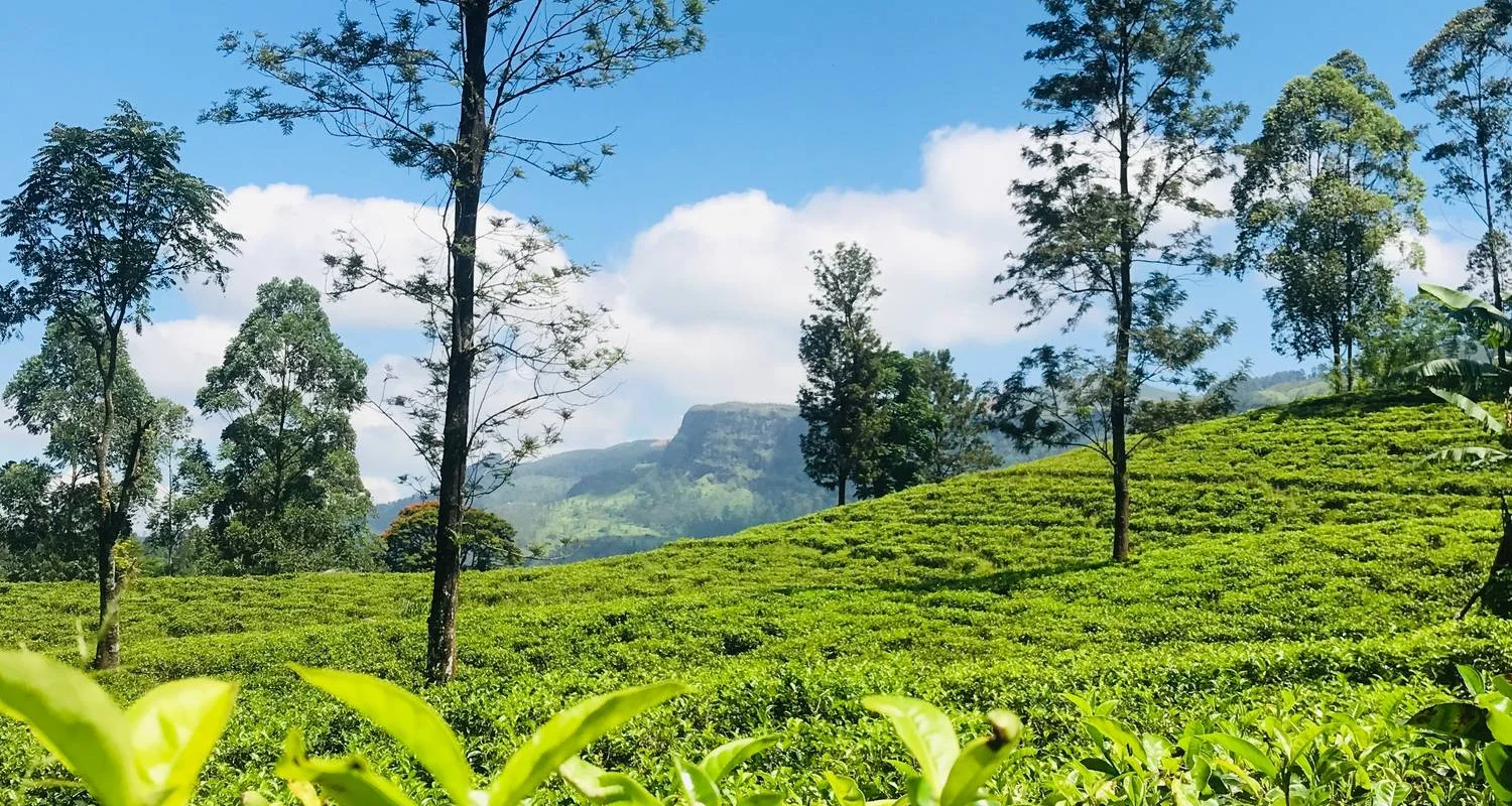 Explore Sri Lanka Nature Odyssey: 14 Days of Wildlife, Safaris, Trekking, and Heritage for 14 days with Airlines Crew Tours and discover unforgettable experiences - Photo 2