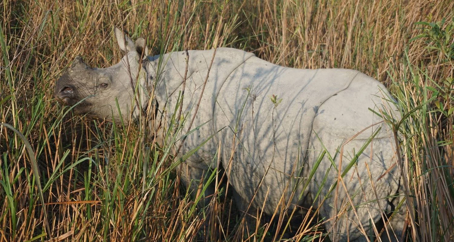 Explore Rhinos & Riverbanks Expedition: Dibrugarh to Guwahati for 7 days with Agora Voyages OPC Pvt Ltd and discover unforgettable experiences - Photo 2