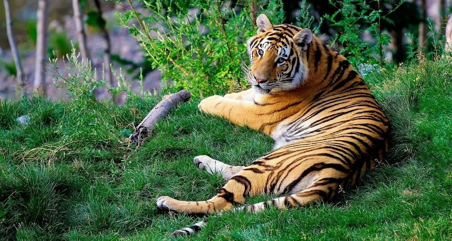 Explore Amazing Tiger Watching with Golden Triangle Tour for 5 days with Agra Travels Service & Tours and discover unforgettable experiences - Photo 2