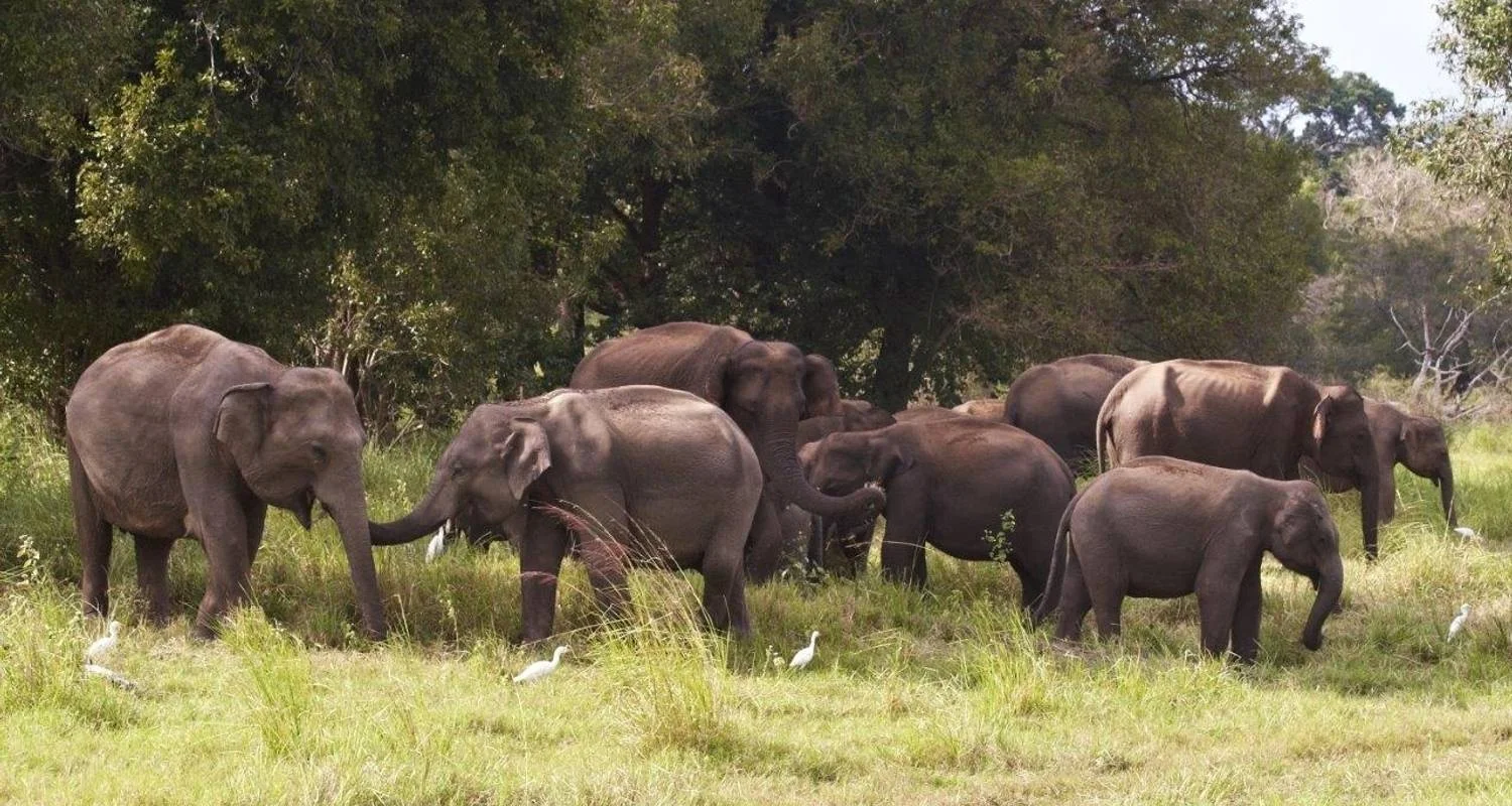Explore Connected to the Wild, Private Tour for 11 days with Aitken Spence Travel and discover unforgettable experiences - Photo 2
