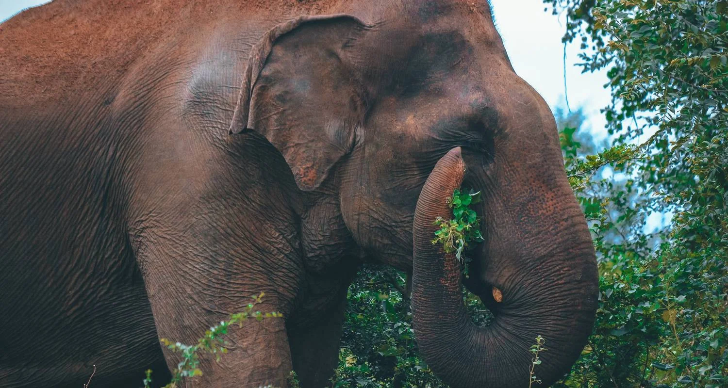 Explore Sacred Sri Lanka for 5 days with Aitken Spence Travel and discover unforgettable experiences - Photo 2