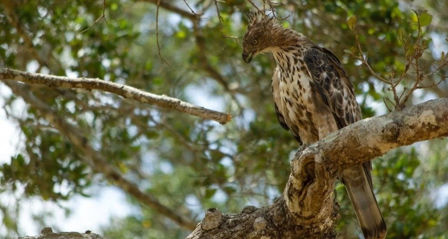 Explore The Local Way - Sri Lanka for 7 days with Aitken Spence Travel and discover unforgettable experiences - Photo 2