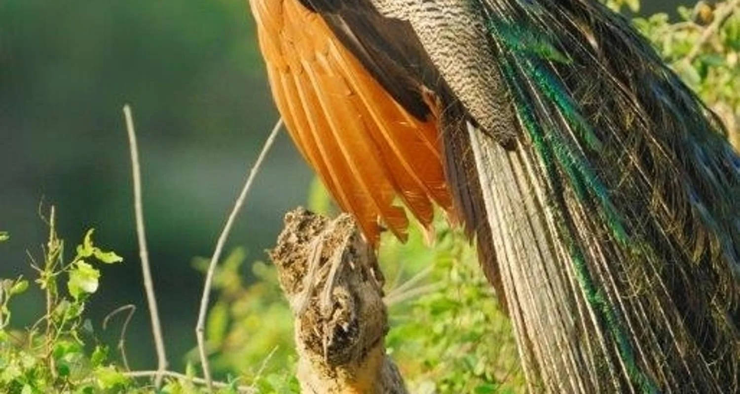 Explore Leopards and Endemic Birds of Sri Lanka for 8 days with Aitken Spence Travel and discover unforgettable experiences - Photo 2