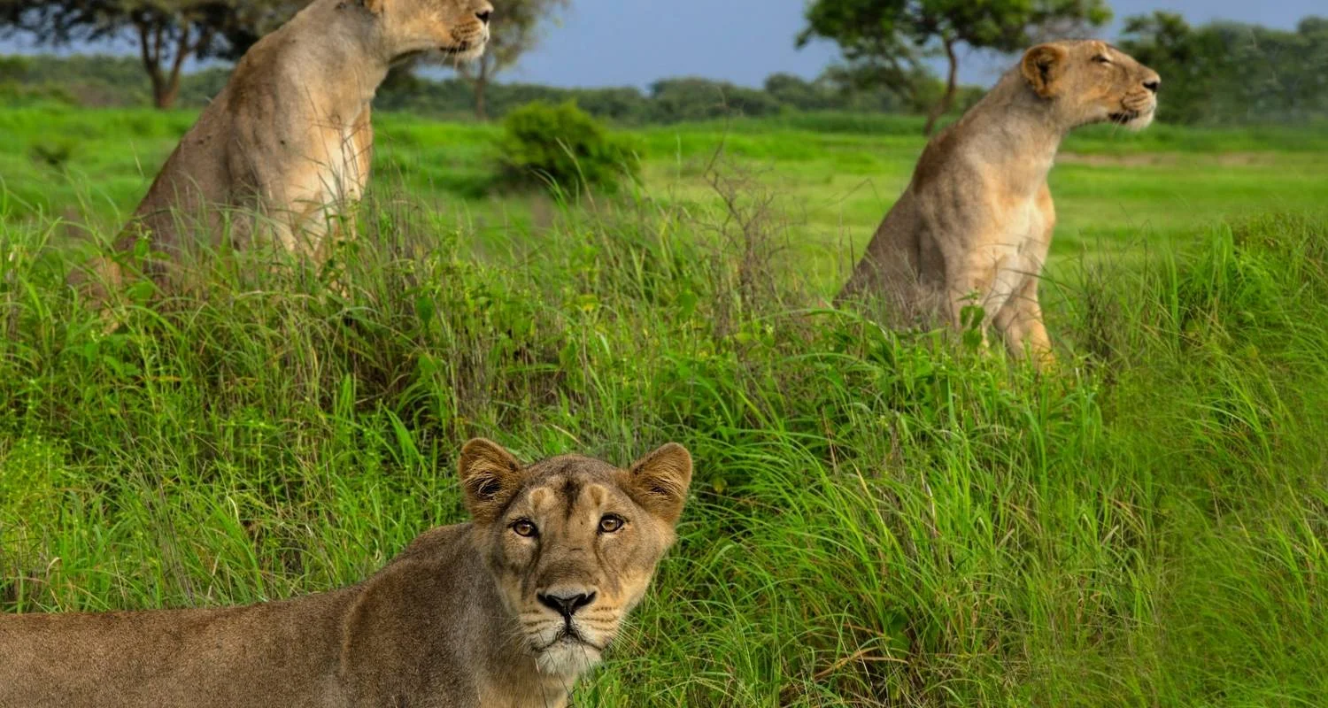 Explore Regal Wonders: A Journey through Vibrant Gujarat and Royal Rajasthan for 21 days with Agora Voyages OPC Pvt Ltd and discover unforgettable experiences - Photo 3