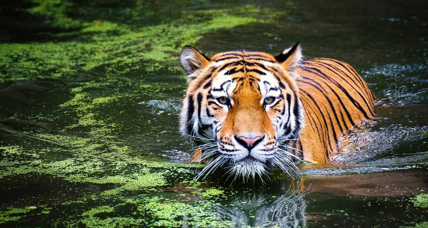 Explore Roar and Reverie: Corbett Tiger Reserve Escapade from Delhi for 3 days with Agora Voyages OPC Pvt Ltd and discover unforgettable experiences - Photo 2
