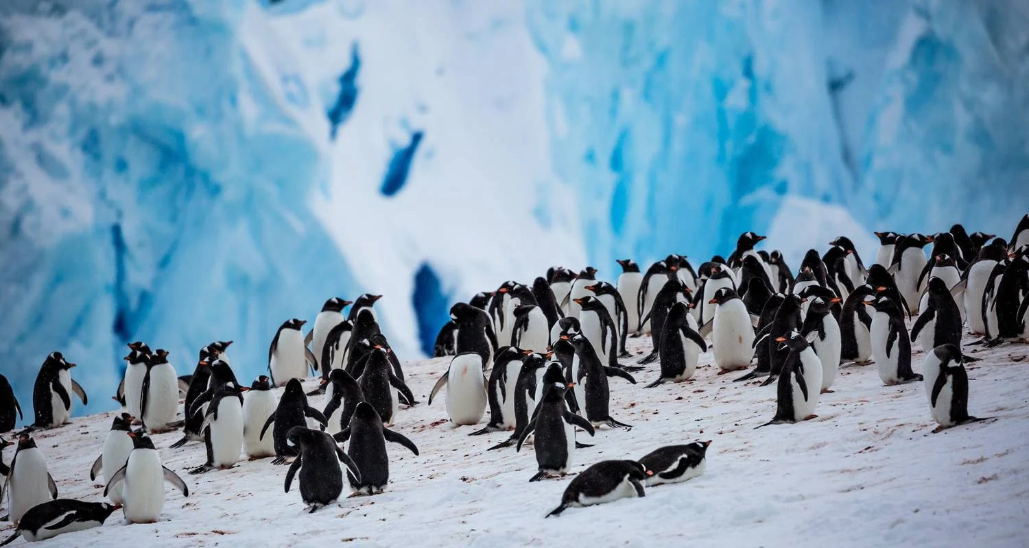 Explore Epic Falkland Islands, South Georgia & Antarctica for 19 days with Albatros Expeditions and discover unforgettable experiences - Photo 2