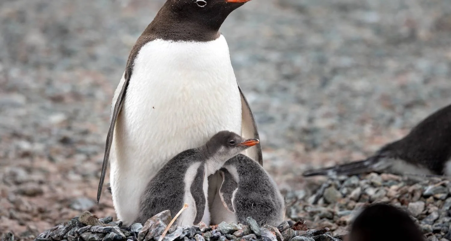 Explore Quest for the Circle for 12 days with Albatros Expeditions and discover unforgettable experiences - Photo 2