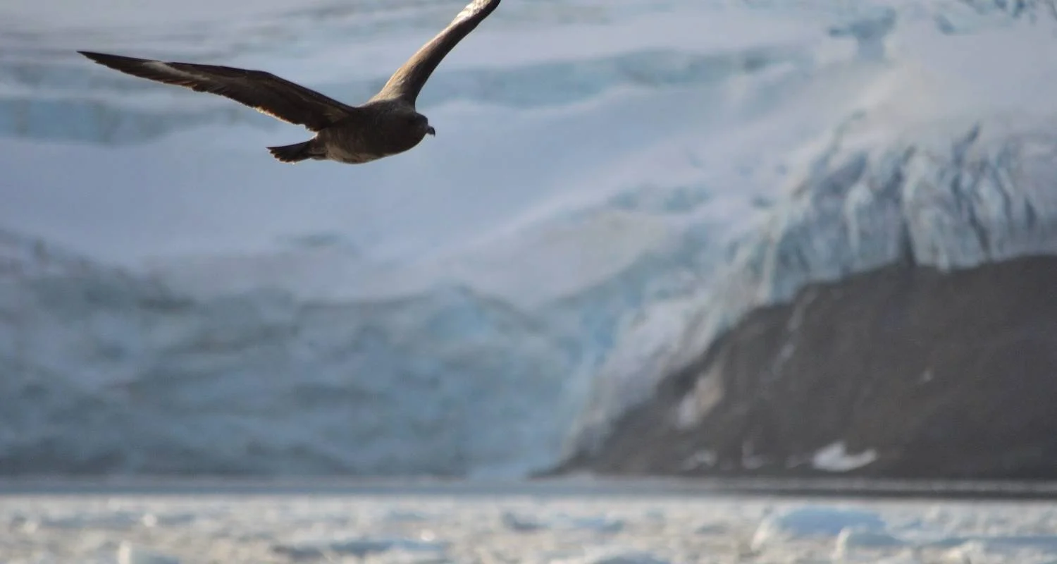Explore South Shetland Islands and Antarctic Peninsula - Ocean Victory & Ocean Albatros vessels for 10 days with Albatros Expeditions and discover unforgettable experiences - Photo 2