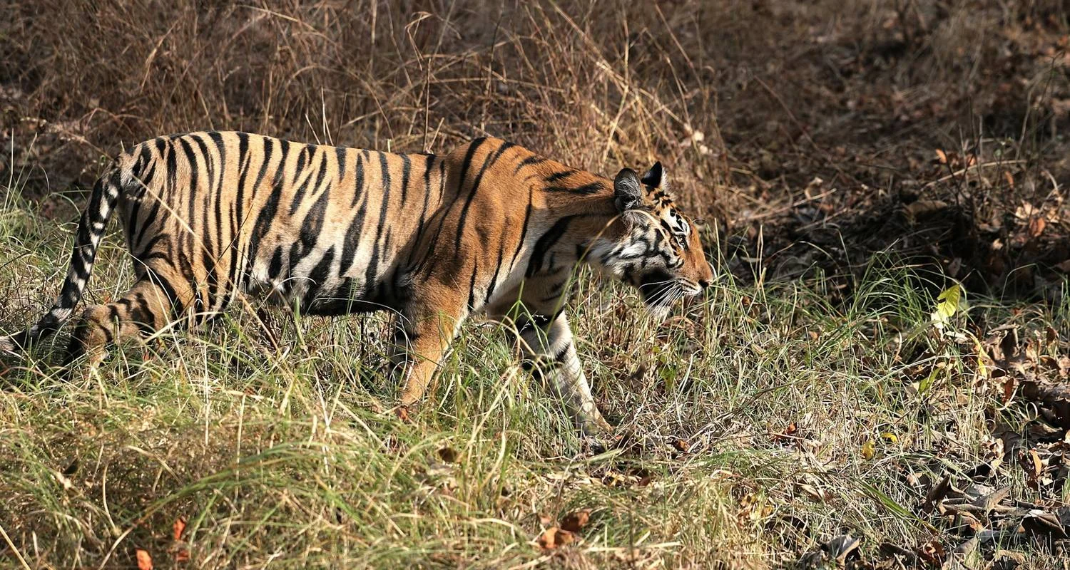 Explore Khajuraho Tour with Panna Tiger Safari and Raneh Falls for 3 days with Alkof Holidays and discover unforgettable experiences - Photo 2