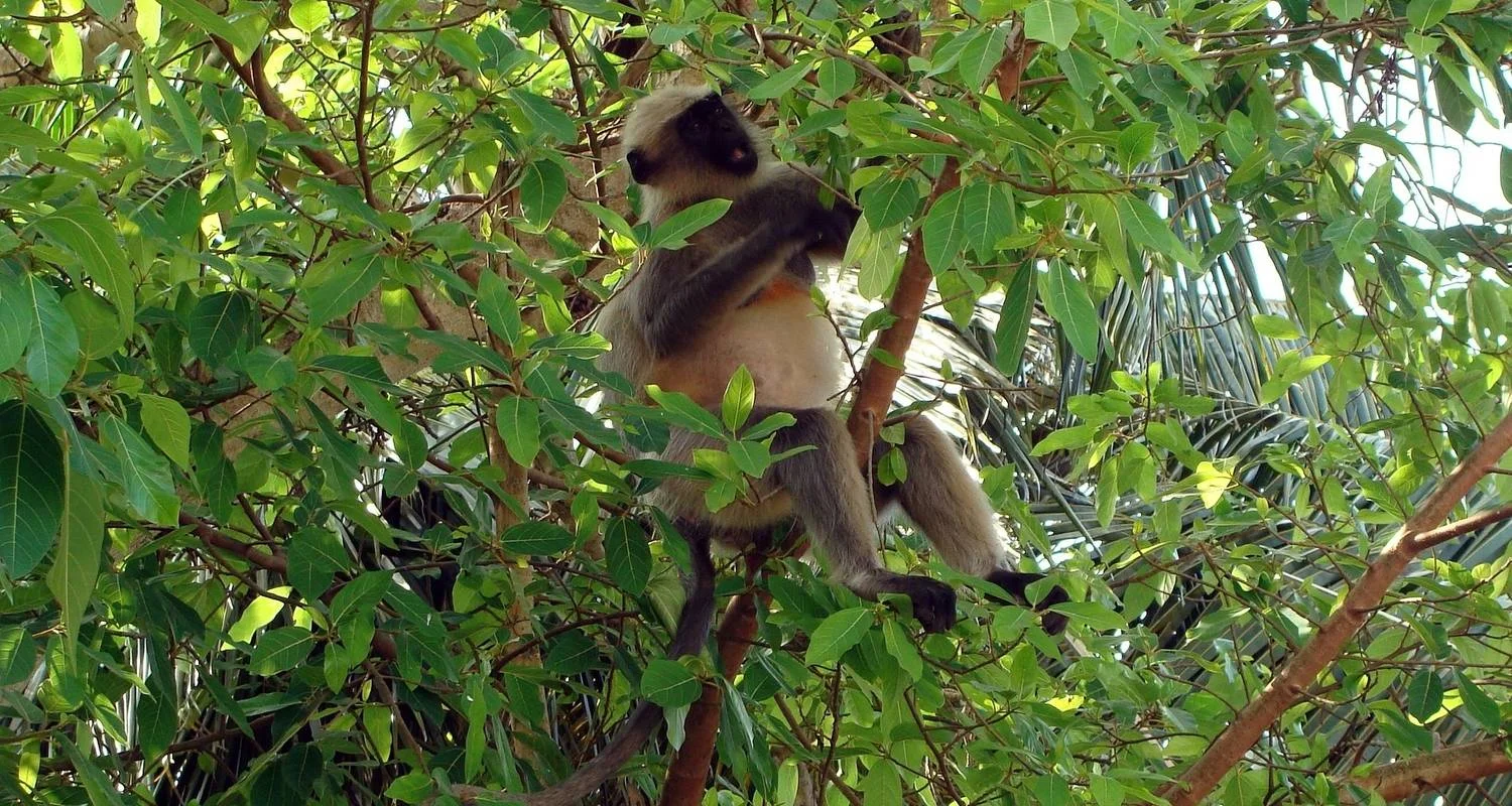 Explore Central India Wildlife Tour for 7 days with Alkof Holidays and discover unforgettable experiences - Photo 2