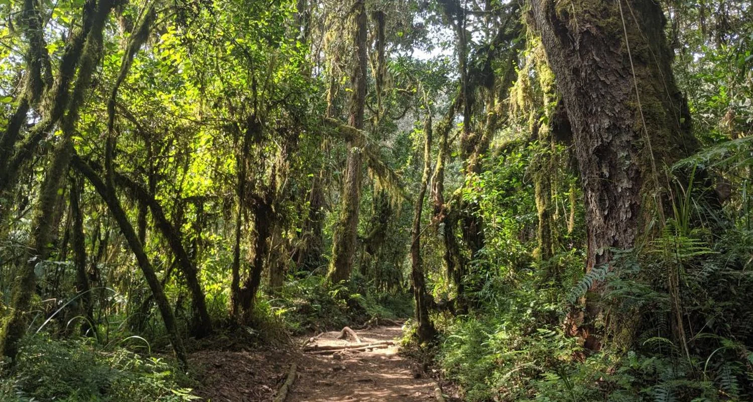 Explore Kilimanjaro Day Tour to Mandara Hut. for 1 days with All Weather Adventures and discover unforgettable experiences - Photo 2
