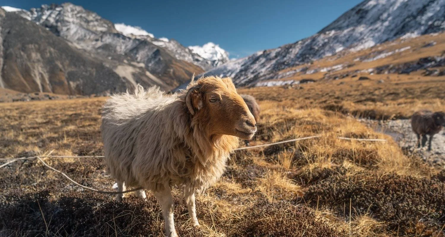 Explore Mera Peak Expedition for 13 days with AlpWander Adventures Pvt. Ltd. and discover unforgettable experiences - Photo 2