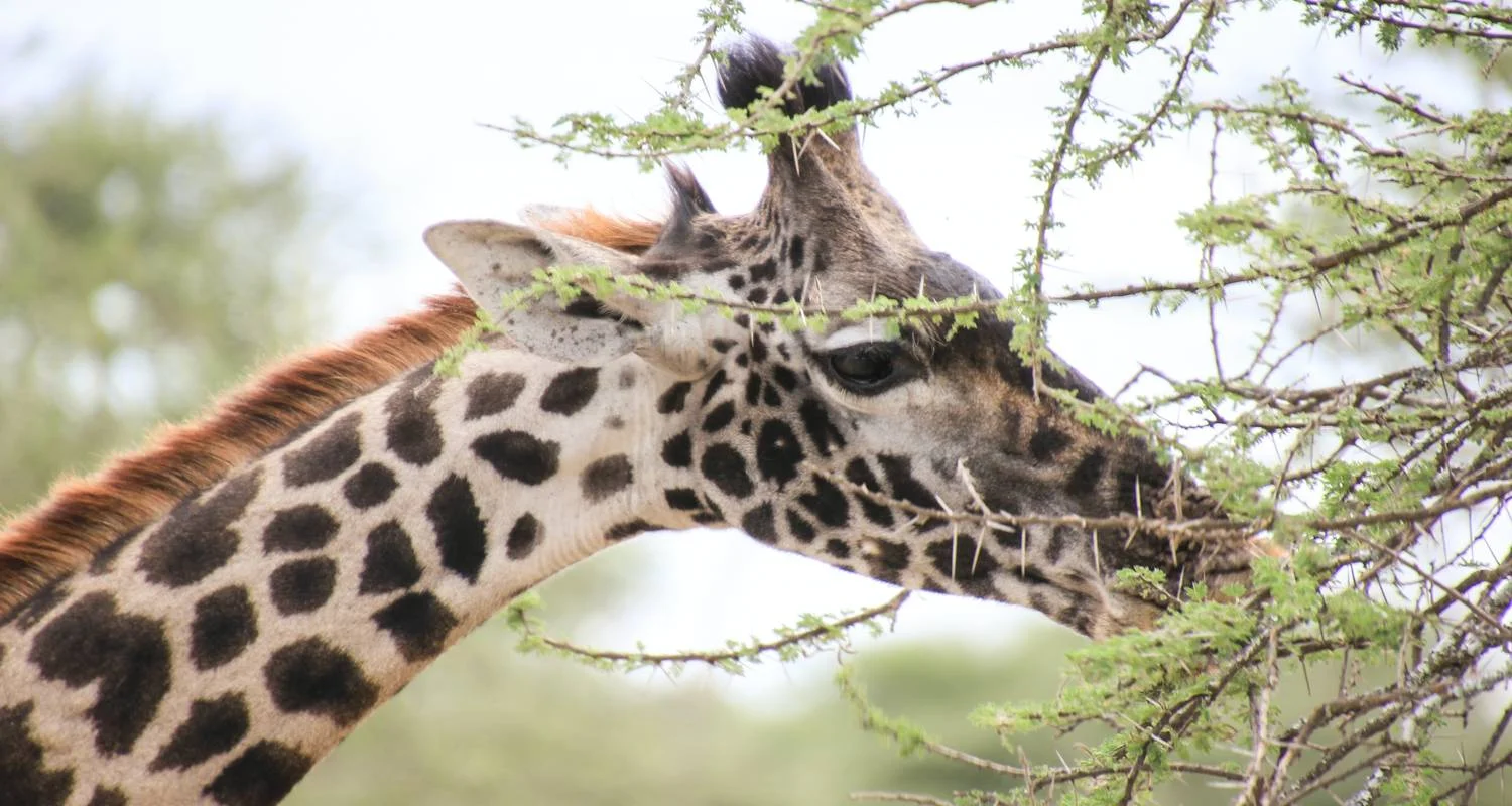 2 Day Tanzania Safari - 2 days with Almighty Kilimanjaro - Photo 2 Explore 2 Day Tanzania Safari for 2 days with Almighty Kilimanjaro and discover unforgettable experiences - Photo 2