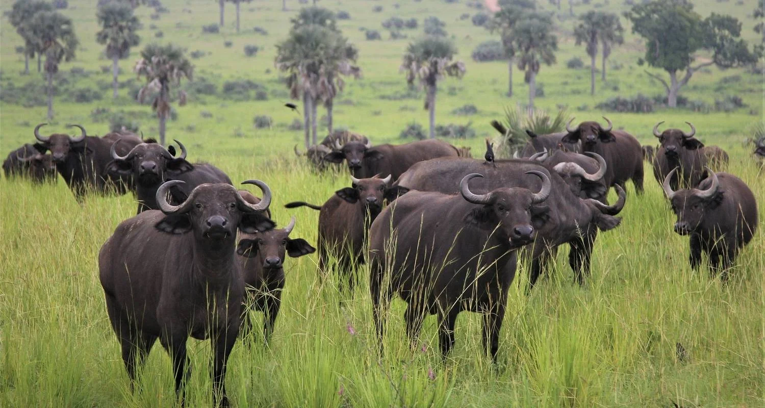 3 Days Tanzania Culture and Sightseeing Safari - 3 days with Almighty Kilimanjaro - Photo 2 Explore 3 Days Tanzania Culture and Sightseeing Safari for 3 days with Almighty Kilimanjaro and discover unforgettable experiences - Photo 2