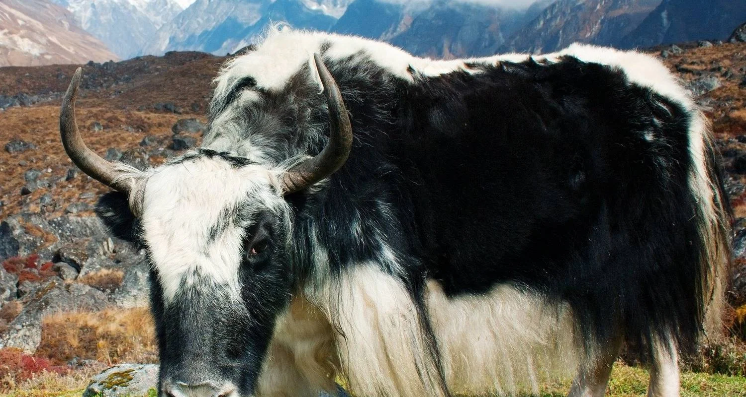 Explore Langtang Gosaikunda Trek for 12 days with AlpWander Adventures Pvt. Ltd. and discover unforgettable experiences - Photo 2