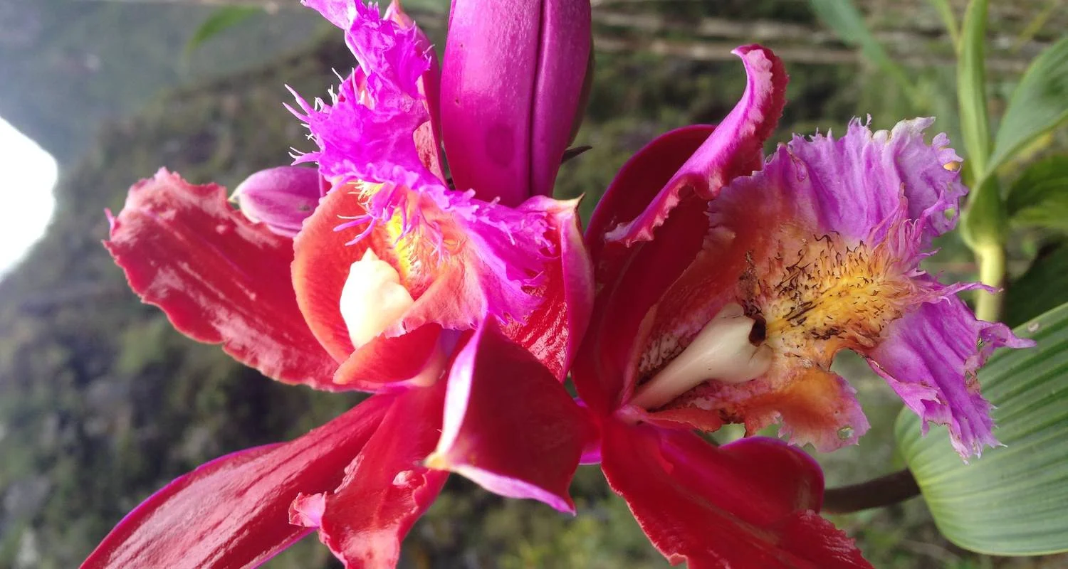 Explore Choquequirao trek to Machu Picchu 6 Days / 5 Nights for 6 days with Alpaca Expeditions and discover unforgettable experiences - Photo 2