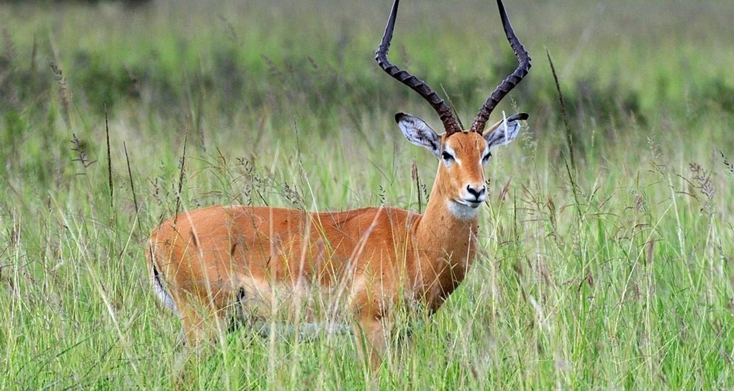 Explore Best of mikumi national park for 3 days with Almighty Kilimanjaro and discover unforgettable experiences - Photo 2