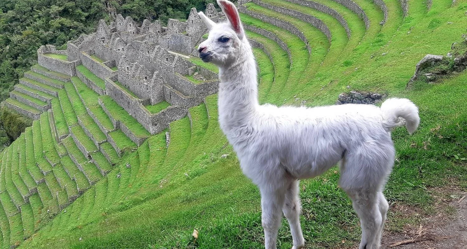 Explore Salkantay Trek to Machu Picchu 8 Days/7Nights for 8 days with Alpaca Expeditions and discover unforgettable experiences - Photo 8