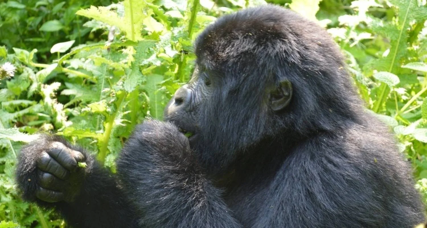 Explore UGANDA- 4 DAYS GORILLA TREKKING for 4 days with Almighty Kilimanjaro and discover unforgettable experiences - Photo 2