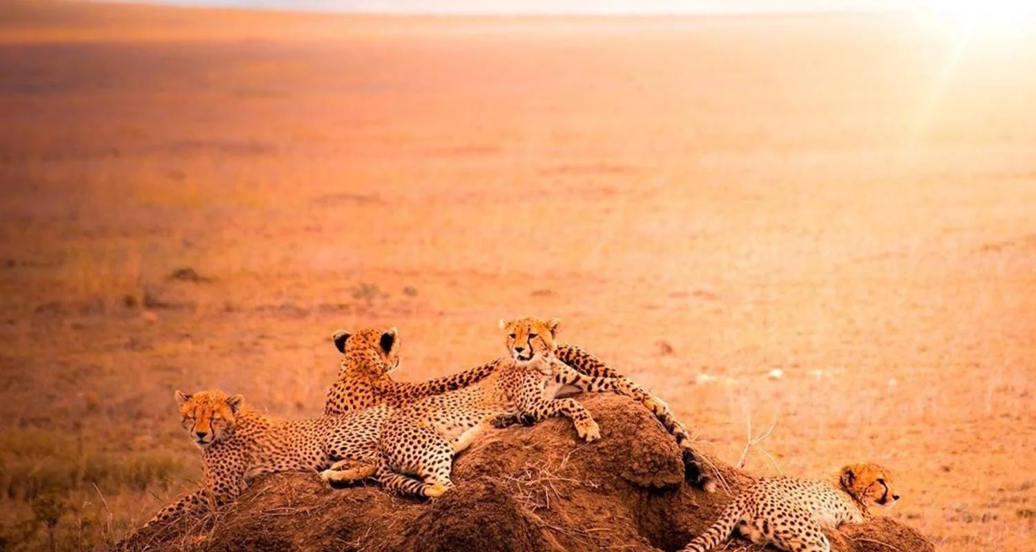 Explore 5 DAYS SOUTHERN TANZANIA CLASSIC SAFARI for 5 days with Almighty Kilimanjaro and discover unforgettable experiences - Photo 2